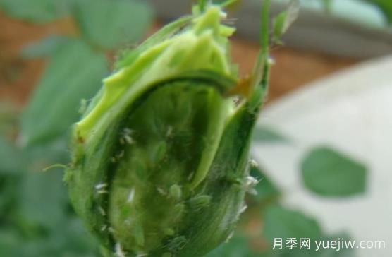 9種常見的月季病蟲害，癥狀與防治都在這里(圖2)