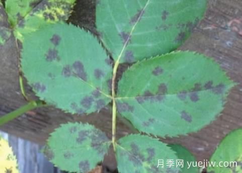 9種常見的月季病蟲害，癥狀與防治都在這里(圖3)