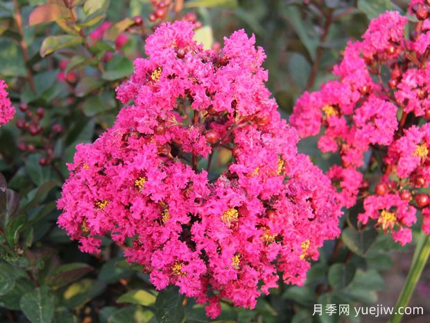 要想紫薇開花好，冬季修剪要認(rèn)真做(圖1)
