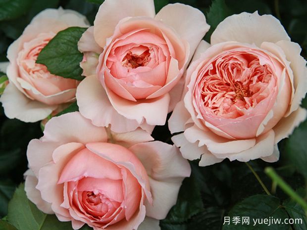 推薦8個(gè)好看又好養(yǎng)的灌木月季，讓花園更美麗(圖1)