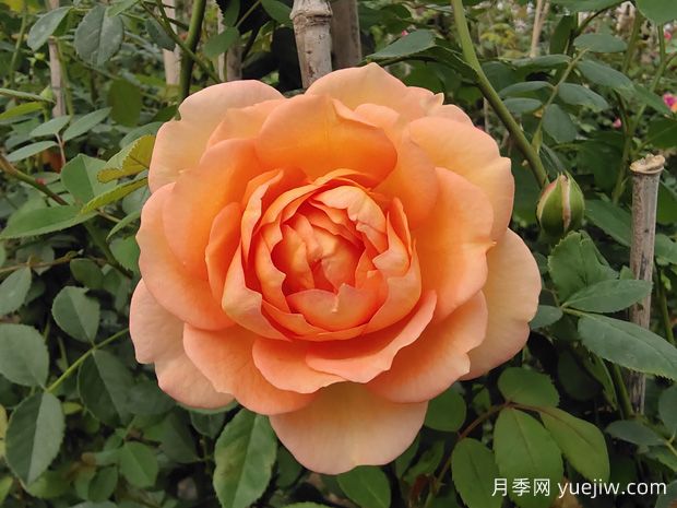 推薦8個(gè)好看又好養(yǎng)的灌木月季，讓花園更美麗(圖2)