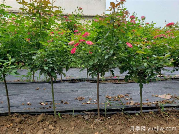 嫁接月季砧木用山木香好還是野薔薇好？(圖1)