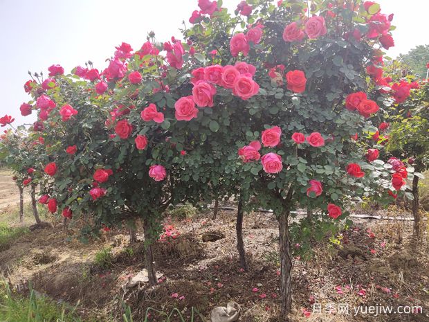 嫁接月季砧木用山木香好還是野薔薇好？(圖2)