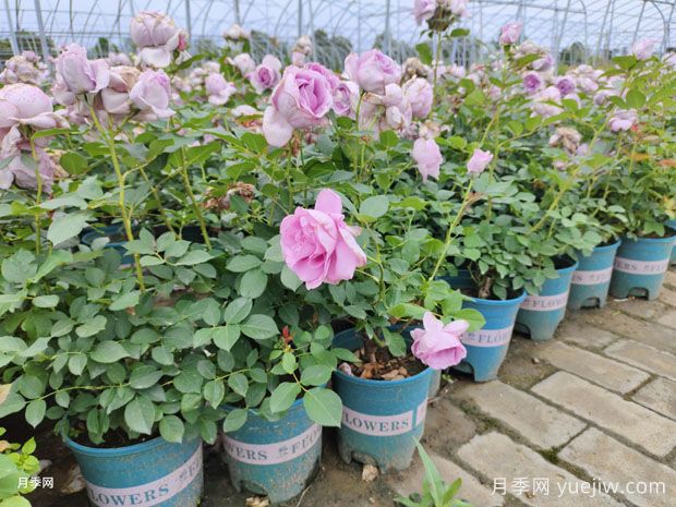 月季花的各種常見疑難雜癥，以及對應病蟲害的解決方法(圖1)