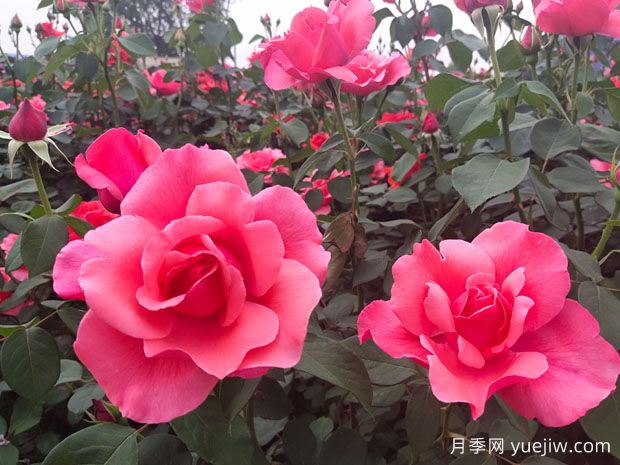 湖南各地市的市花分別是什么？(圖1)