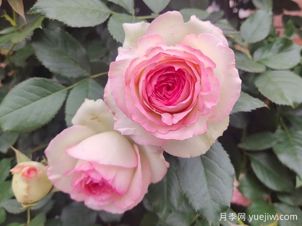 月季花哪個品種***好？經(jīng)典月季花名稱和圖片(圖1)
