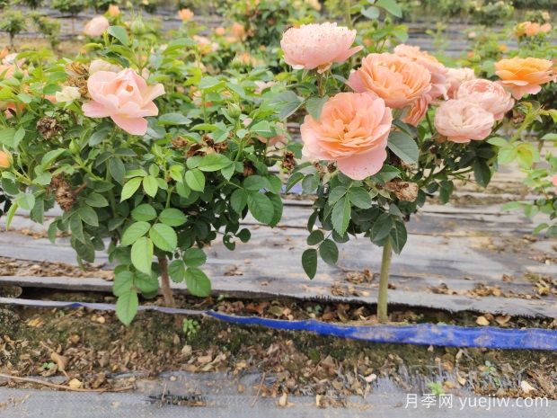 不同開(kāi)花類型花灌木的修剪方法(圖1)