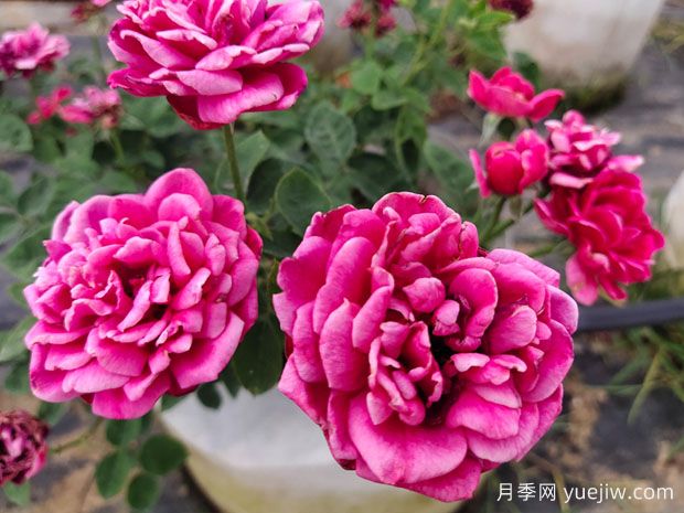 好養(yǎng)的4種月季花，可以種在陽(yáng)臺(tái)或庭院里(圖1)