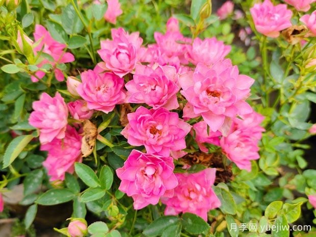 好養(yǎng)的4種月季花，可以種在陽(yáng)臺(tái)或庭院里(圖2)