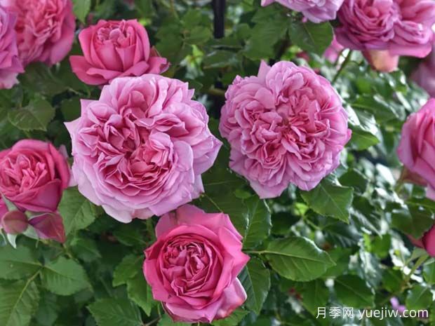 好養(yǎng)的4種月季花，可以種在陽(yáng)臺(tái)或庭院里(圖3)