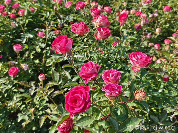 花卉種植的常見問題有哪些？應(yīng)如何解決？(圖1)