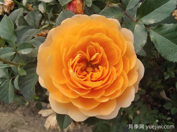 為什么很多花友喜愛橙色的月季花？(圖1)