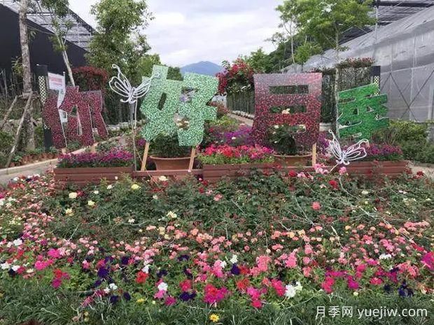 莆田：心中盛開(kāi)媽祖花，看近而立之年的市花月季美麗煥新季(圖2)