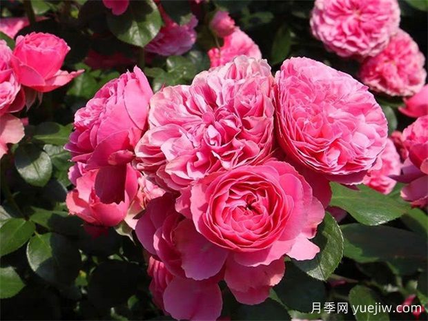牡丹和月季的優(yōu)缺點(diǎn)是什么？有哪些？(圖1)