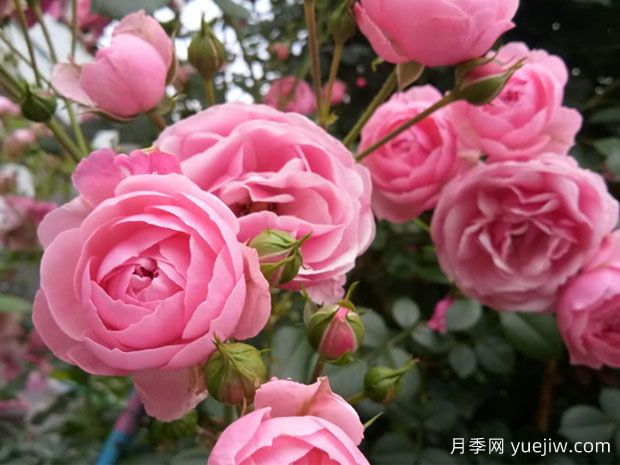 月季花能放在室內(nèi)養(yǎng)嗎？怎么提高月季抗病蟲能力？(圖1)