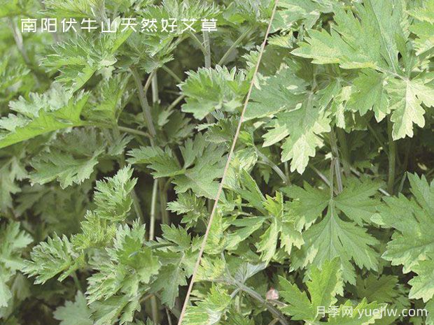 小小的野生艾草，成為南陽致富路的主角(圖1)