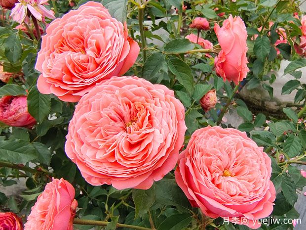 月季花什么時(shí)候開(kāi)？月季花怎么養(yǎng)？月季花語(yǔ)是什么？(圖1)