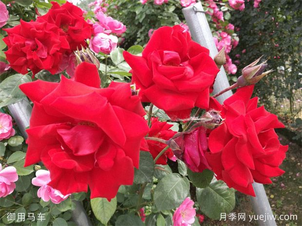 推薦6種爬藤月季，隨便一種都可以爬成花墻(圖1)