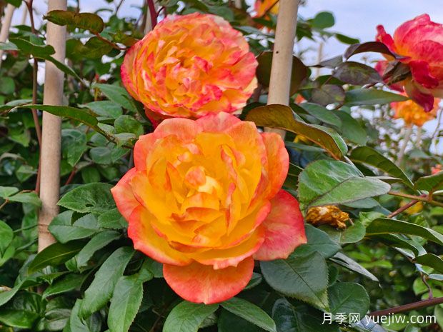 推薦6種爬藤月季，隨便一種都可以爬成花墻(圖2)