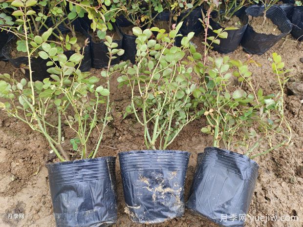 月季每平方米種多少株？不同株型1平方數(shù)量不同(圖2)