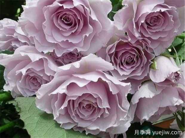 蜻蜓月季，顏值堪稱天花板，紫色仙氣飄飄(圖1)