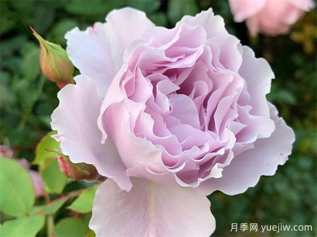 蜻蜓月季，顏值堪稱天花板，紫色仙氣飄飄(圖2)