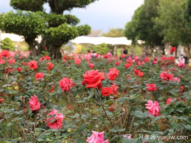肇慶牌坊公園大片月季花開成海，游客沉醉初春美景(圖2)