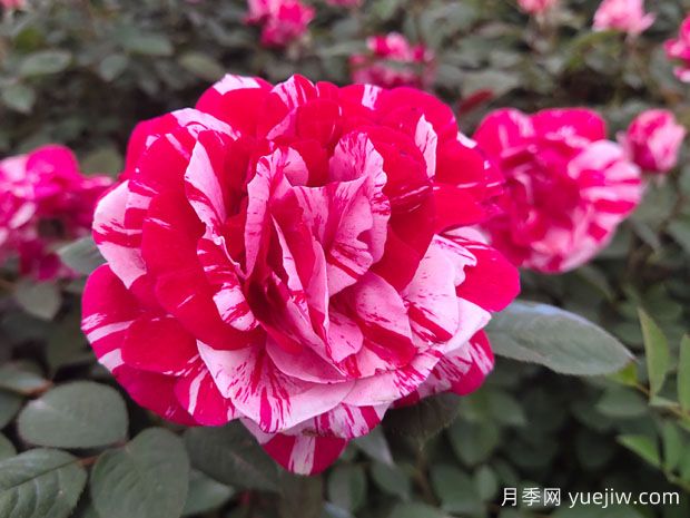 給老婆買(mǎi)什么玫瑰比較好？(圖1)
