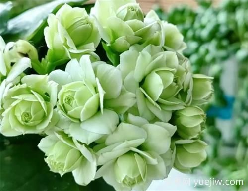 長壽花十大名貴品種是哪些？(圖1)