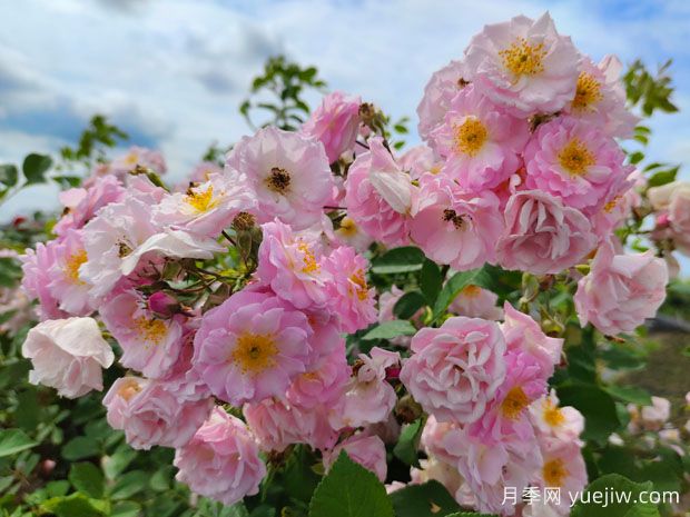 薔薇之美，綻放的絢爛與雋永的韻味(圖1)