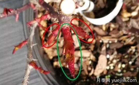 春天來(lái)了，你的月季抹芽了嗎？(圖2)
