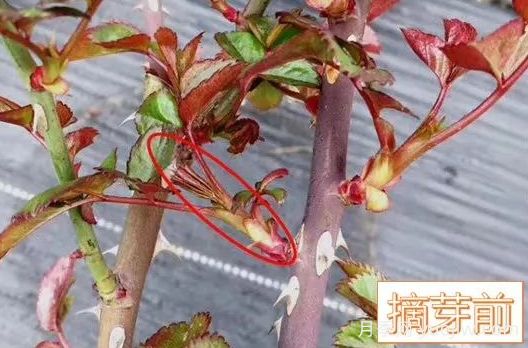 春天來(lái)了，你的月季抹芽了嗎？(圖3)