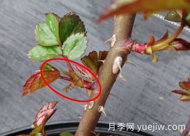春天來(lái)了，你的月季抹芽了嗎？(圖4)
