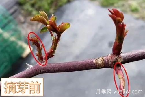 春天來(lái)了，你的月季抹芽了嗎？(圖5)