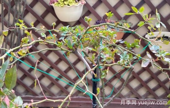 養(yǎng)月季要橫拉，萌芽多變成開(kāi)花機(jī)器(圖1)