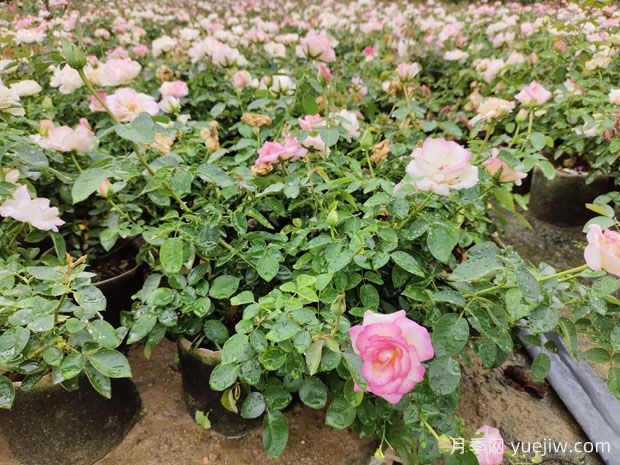 盆栽月季花怎么養(yǎng)？如何促開(kāi)花？對(duì)人體健康有無(wú)影響(圖2)