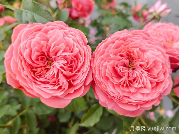 可以送33朵玫瑰花嗎？有什么意思(圖1)