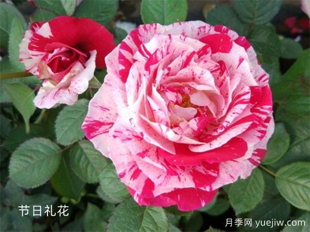 月季大千世界，5個令人驚嘆的稀有玫瑰品種(圖2)