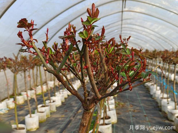 如何科學(xué)的進(jìn)行月季抹芽？(圖1)