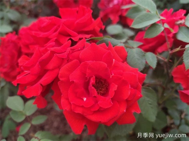 花中皇后月季，文化韻味長存(圖1)