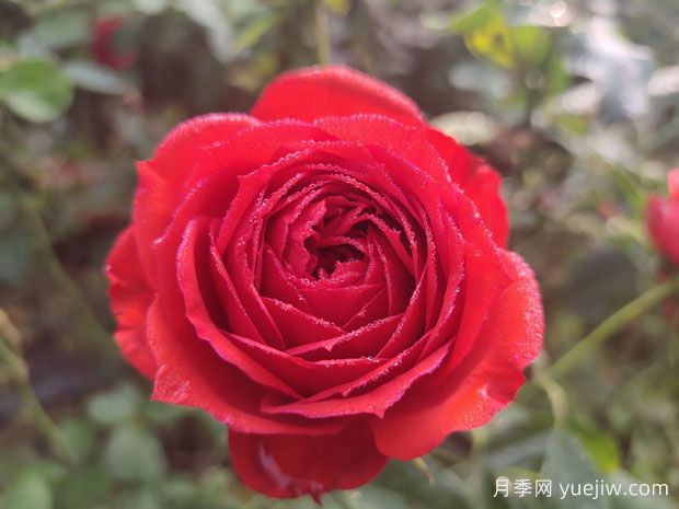 月季的特性、品系、價值、花語(圖1)