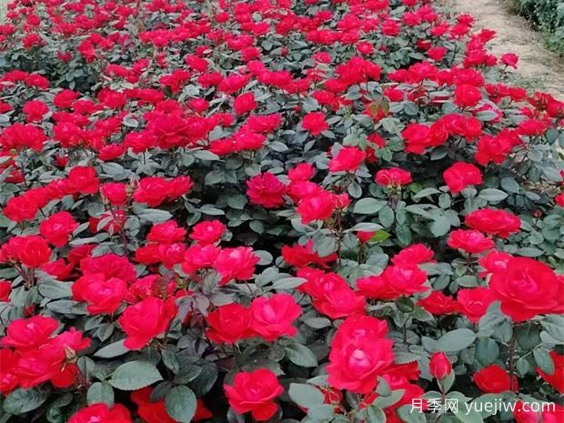豐花月季開(kāi)花機(jī)器，稱霸園林綠化(圖3)