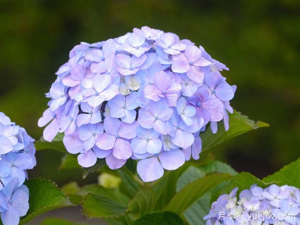 繡球花如何養(yǎng)護(hù)？掌握這幾點(diǎn)，立馬花團(tuán)錦簇(圖1)