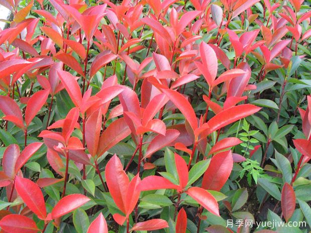 紅葉石楠每平方種植多少棵？(圖1)