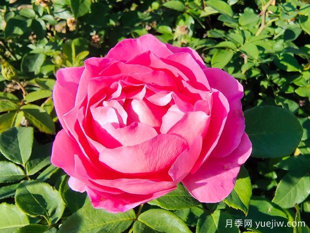 一朵玫瑰的戀語，玫瑰的美妙花語(圖1)
