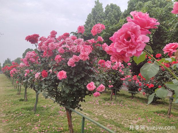 南陽三大月季園，賞花游園指南請收好！(圖3)