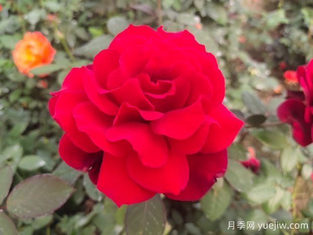 新手如何養(yǎng)好月季花？(圖1)