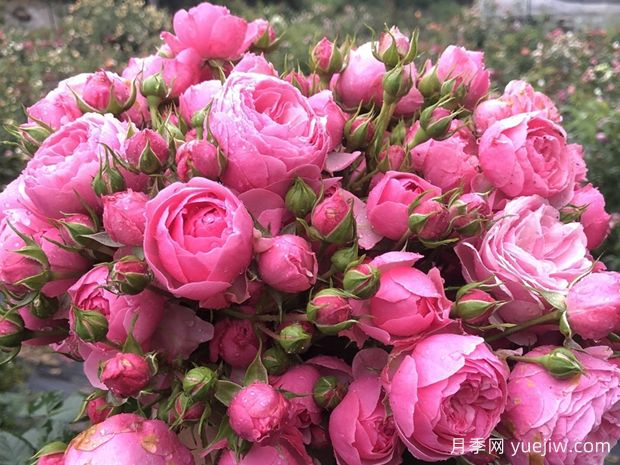 六個好看又好養(yǎng)的花？必須有月季花(圖1)