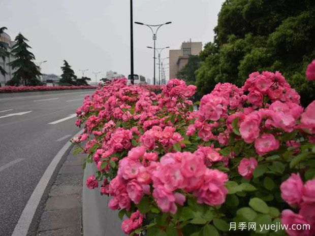 為何城市綠化帶都開始大規(guī)模栽植月季花？(圖2)