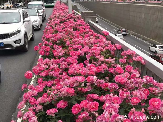 為何城市綠化帶都開始大規(guī)模栽植月季花？(圖3)